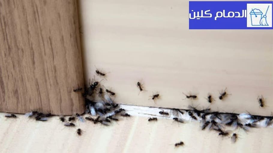 مكافحة وابادة النمل الاسود