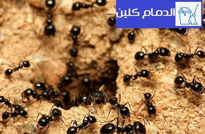 طرق مكافحة النمل الابيض والاسود