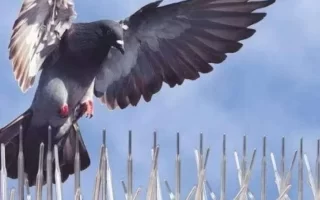 شركة تركيب طارد الحمام بالجبيل