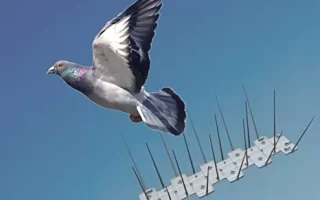 شركة تركيب طارد الحمام بجدة