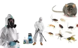 افضل شركة مكافحة حشرات بمكة