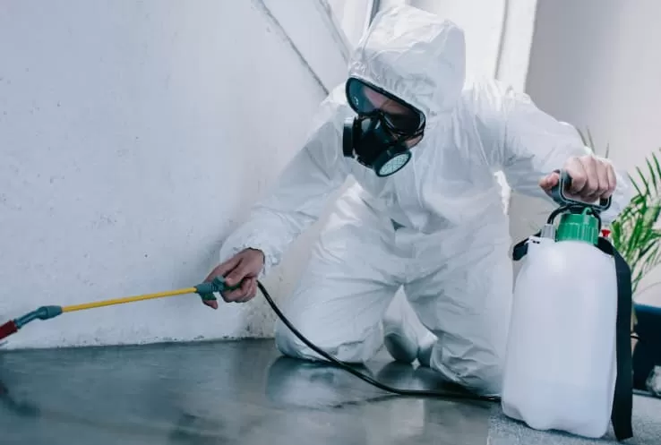 أفضل شركات مكافحة الفئران في مكة